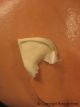 FRW-032 Pointed Ears Small 120813  